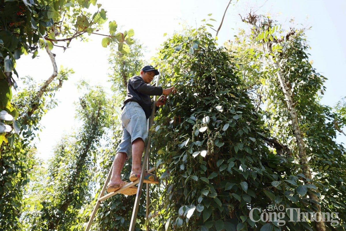 Pepper price today March 12, 2025, slightly decreased, anchored at a high level