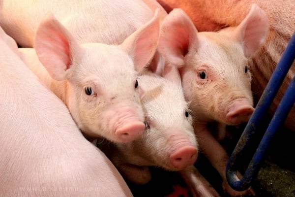 Pig price today March 12, 2025: Mixed increase and decrease