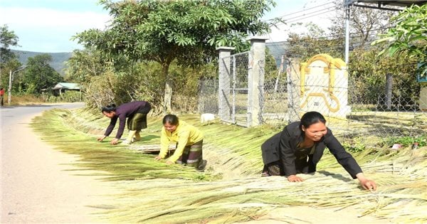 Bamboo season on Truong Son mountain range...