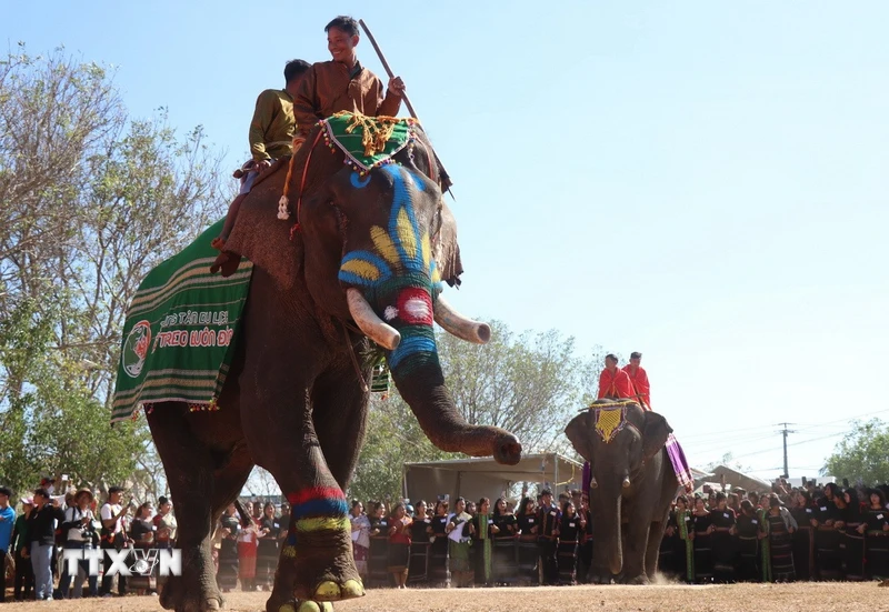 Besondere Bilder beim Buon Don Elephant Festival