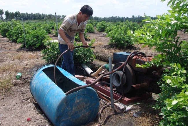 Giá chanh ở Long An bất ngờ tăng phi mã, nông dân lãi ròng hơn 120 triệu đồng mỗi ha  - Ảnh 2.