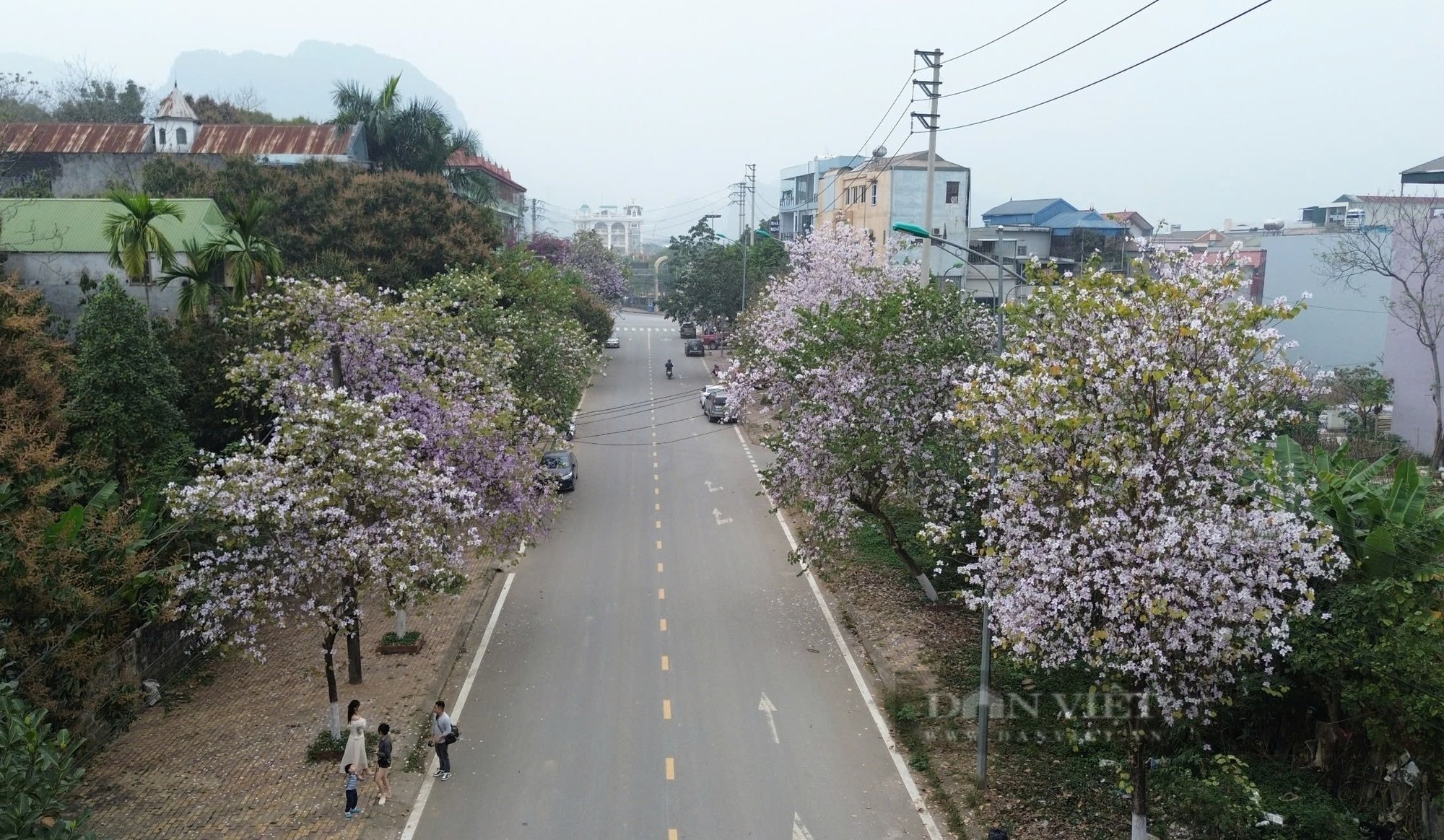 Chiêm ngưỡng “con đường hoa ban” bung nở rực rỡ, làm say đắm lòng người ở Hòa Bình - Ảnh 1.