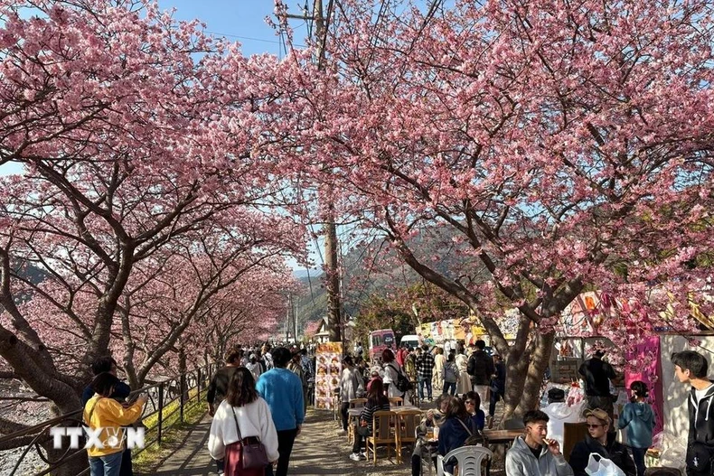 [Photo] La ville de Kawazu, au Japon, est une ville aux cerisiers en fleurs, photo 3