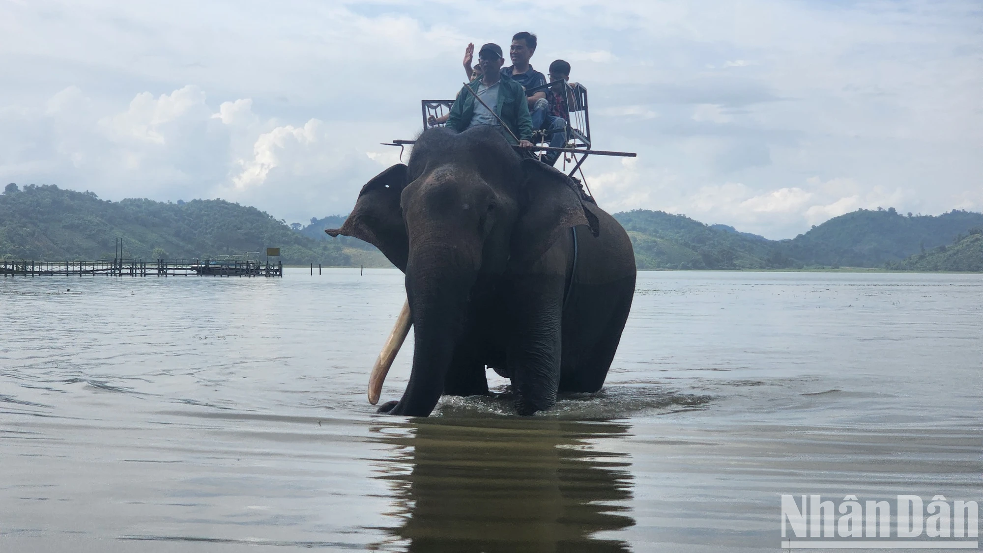 L'espoir de « détacher » l'éléphant photo 1