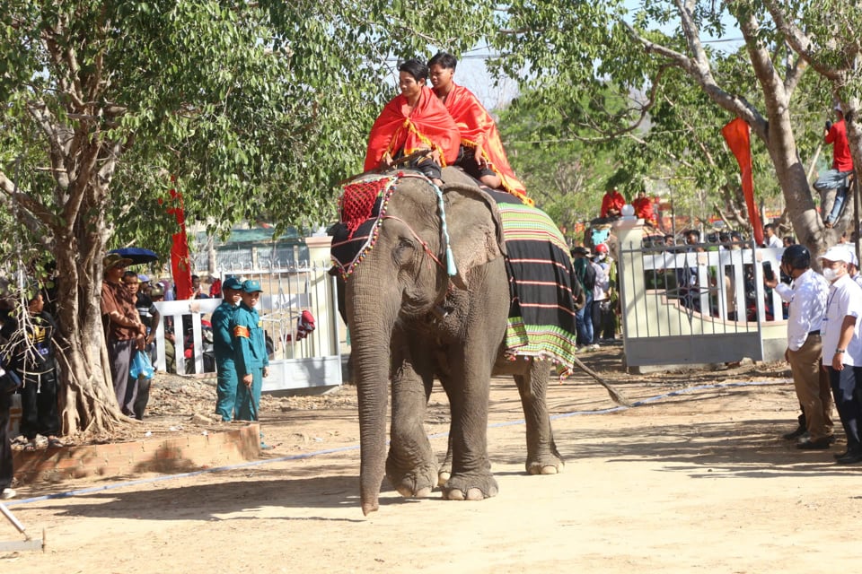 ដំរី​មាន​ក្បួន​ដង្ហែ​នៅ​ចំពោះ​មុខ​ភ្ញៀវ​ទេសចរ។