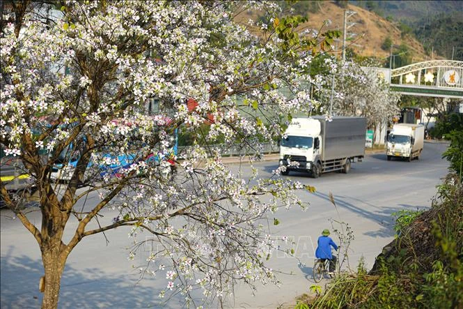 [Photo] Dien Bien Phu city is romantically beautiful in the colors of Ban flowers photo 3