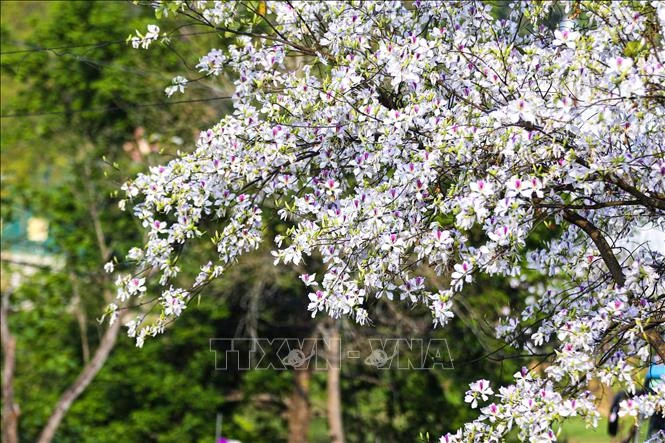 [Photo] Dien Bien Phu city is romantically beautiful in the colors of Ban flowers photo 7