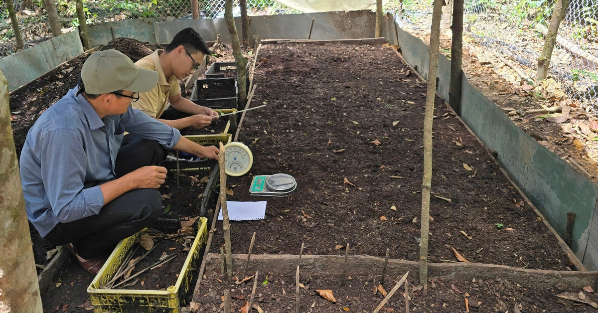 10.000 Ngoc Linh Ginsengpflanzen wurden anderswo gepflanzt, nur 8 davon blühten, Quang Nam erwägt die Liquidierung