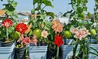 150m2 rooftop garden: Hundreds of lily varieties in bloom, lemons as big as grapefruits