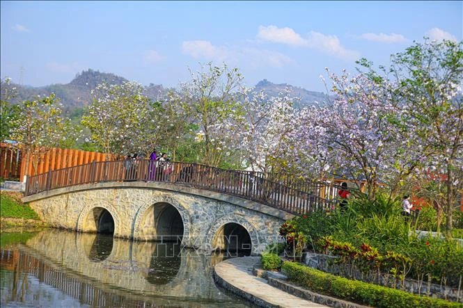 [Photo] La ville de Dien Bien Phu est d'une beauté romantique aux couleurs des fleurs de Ban photo 4