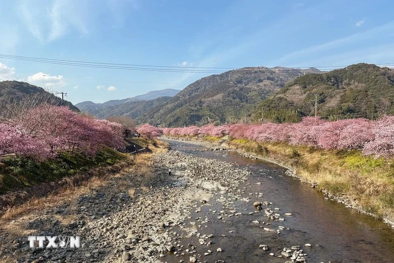 [Photo] La ville de Kawazu, au Japon, est une ville aux cerisiers en fleurs, photo 5