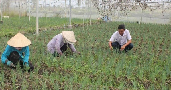 Le prix des légumes, un produit agricole frais de Long An, a soudainement chuté de 50 %. Où sont passés les commerçants ?