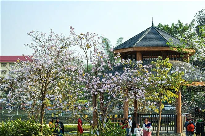 [Photo] La ville de Dien Bien Phu est d'une beauté romantique aux couleurs des fleurs de Ban photo 5