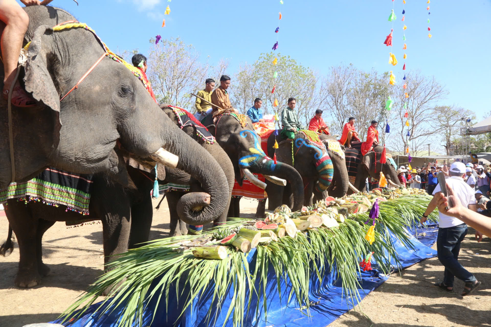 ពិធីជប់លៀងអាហារប៊ូហ្វេសម្រាប់ដំរីចូលរួមពិធីបុណ្យដំរី Buon Don ។