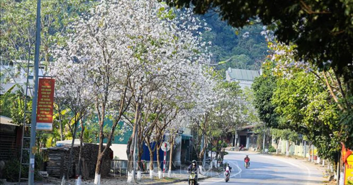 [Foto] La ciudad de Dien Bien Phu es románticamente hermosa con los colores de las flores Ban.