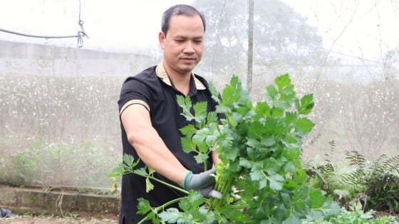 Cambiar la mentalidad del enfoque de mercado para productos vegetales seguros