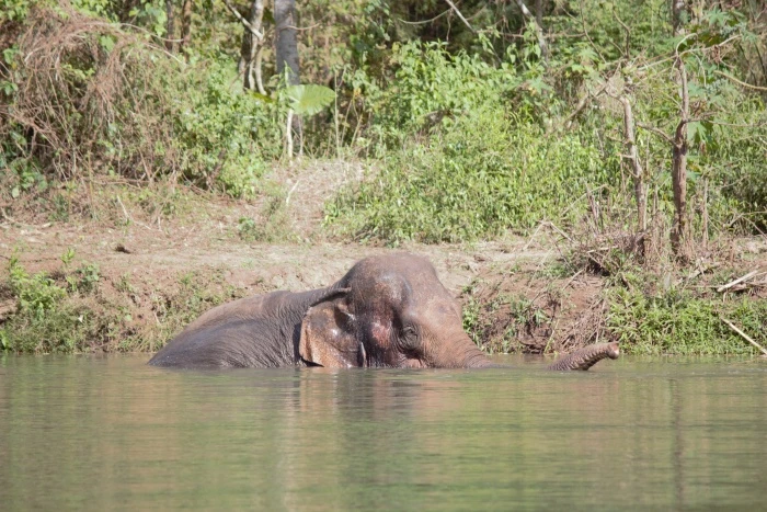 L'espoir de « détacher » l'éléphant domestique photo 2