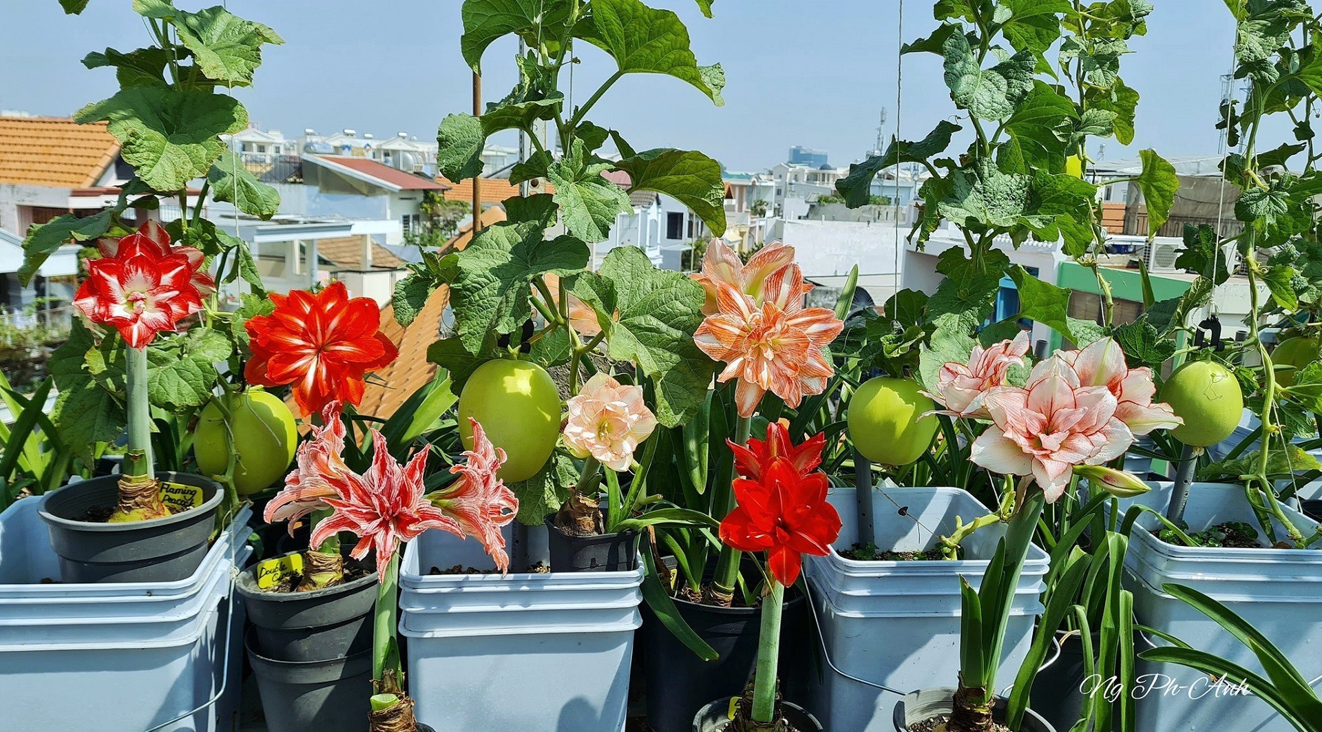 Jardín en azotea de 150 m2: cientos de variedades de lirios en flor, limones tan grandes como pomelos (foto 3)