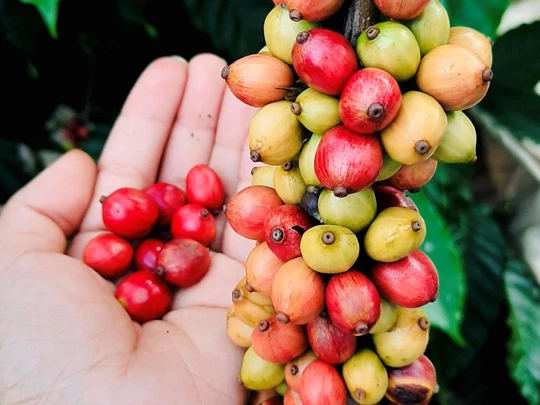 Prix ​​des produits agricoles au 13 mars 2025 : Le café et le poivre ont tous deux fortement augmenté