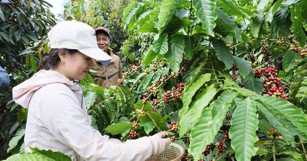 Les États-Unis ont dépensé beaucoup d’argent pour acheter une énorme quantité de noix parfumées vietnamiennes, le prix a atteint un sommet historique.