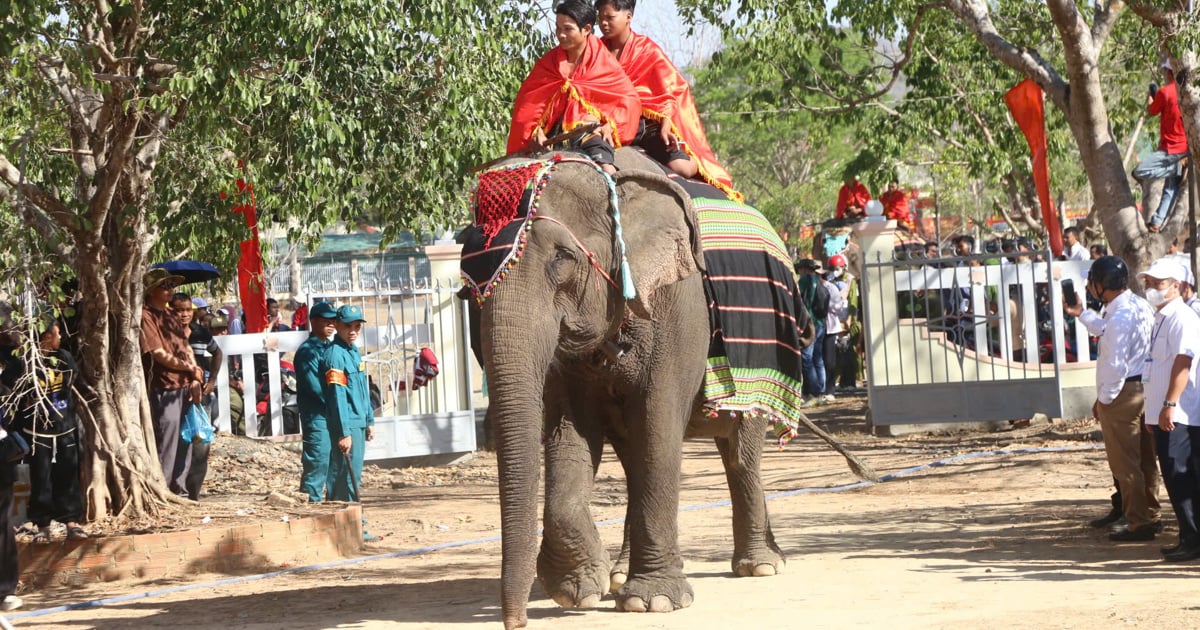 ដំរី Buon Don រីករាយនឹងភ្ញៀវទេសចរ