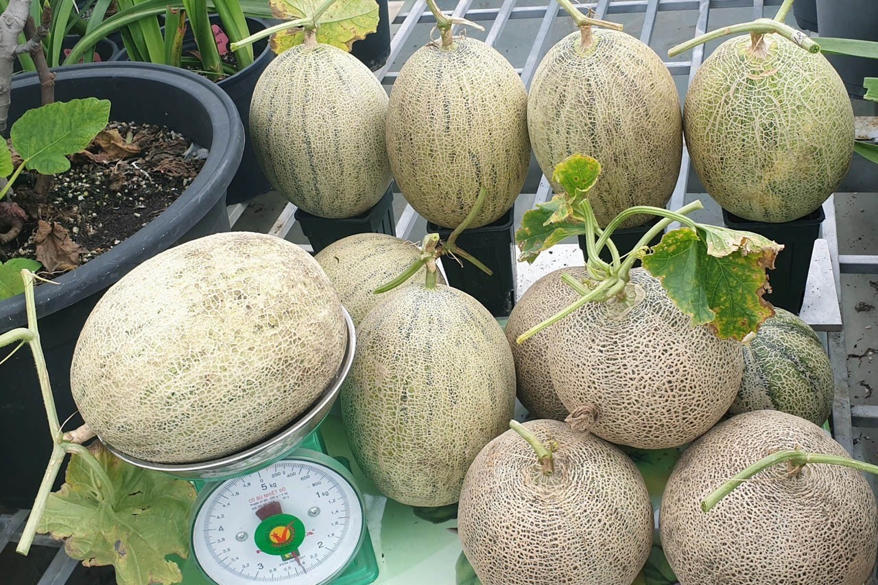 Jardín en azotea de 150 m2: cientos de variedades de lirios en flor, limones tan grandes como pomelos (foto 2)