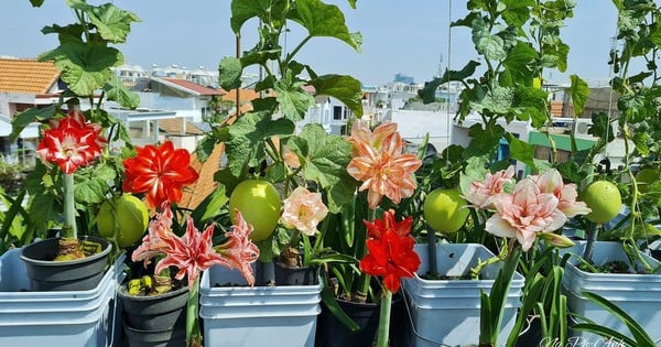 Cientos de variedades de lirios muestran sus colores, los limones son tan grandes como los pomelos.