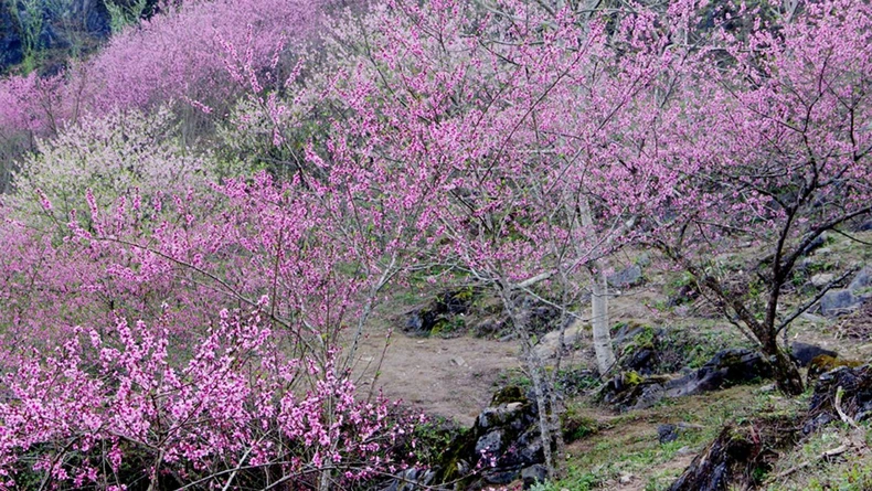 Deux festivals de fleurs arrivent à Ha Giang photo 3