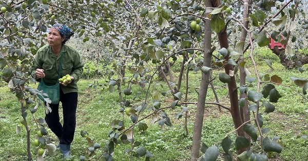 Planter activement de nombreux types d’arbres fruitiers différents pour développer l’économie,