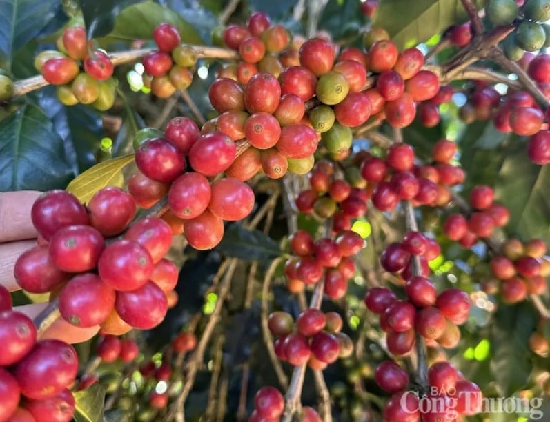 Preis für Robusta-Kaffee sinkt auf 5.508 USD/Tonne