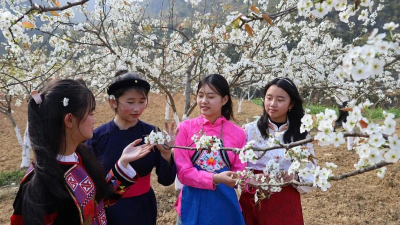 Deux festivals de fleurs se déroulent à Ha Giang