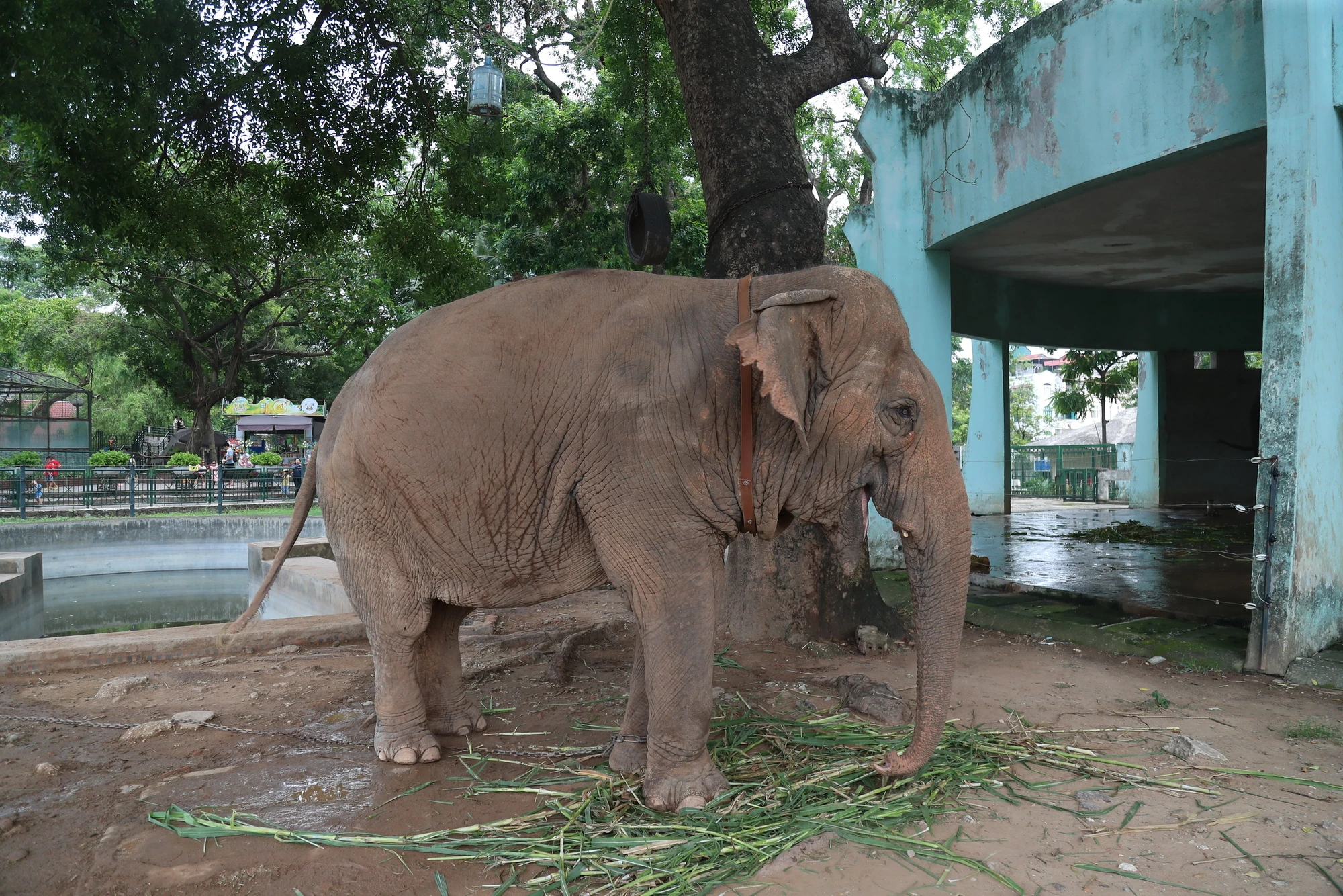 L'espoir de « détacher » les éléphants photo 9