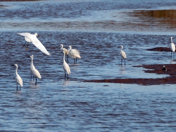 Parque Nacional Xuan Thuy. Foto: Quang Quyet/VNA