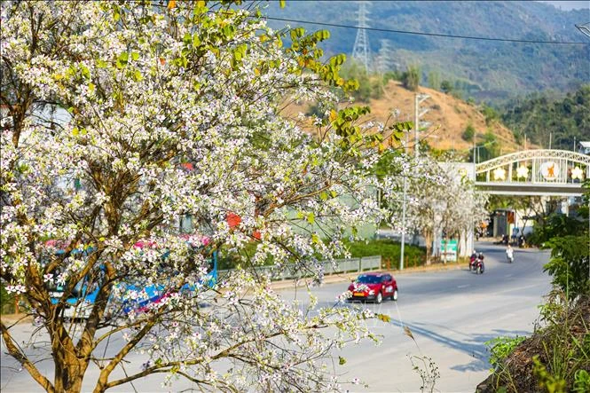 [Photo] La ville de Dien Bien Phu est d'une beauté romantique aux couleurs des fleurs de Ban photo 2