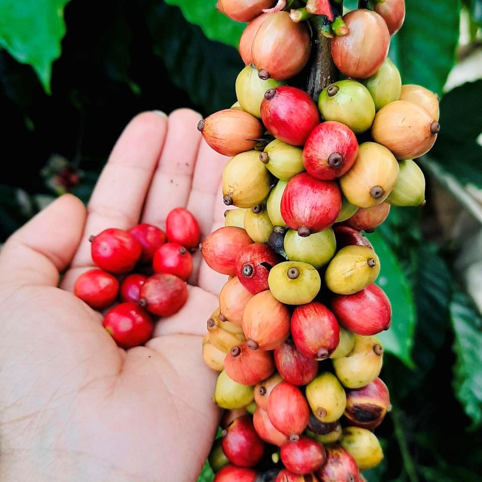 Prix ​​des produits agricoles au 11 mars 2025 : les prix du café ont augmenté, les prix du poivre se sont inversés et ont fortement diminué