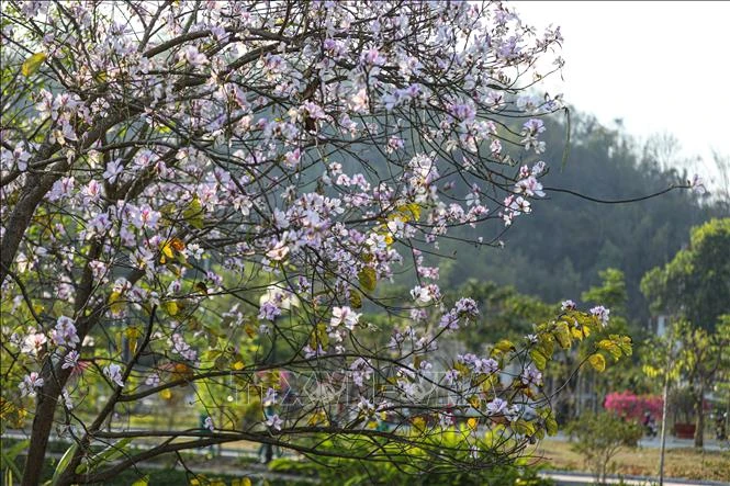 [Photo] Dien Bien Phu city is romantically beautiful in the colors of Ban flowers photo 8