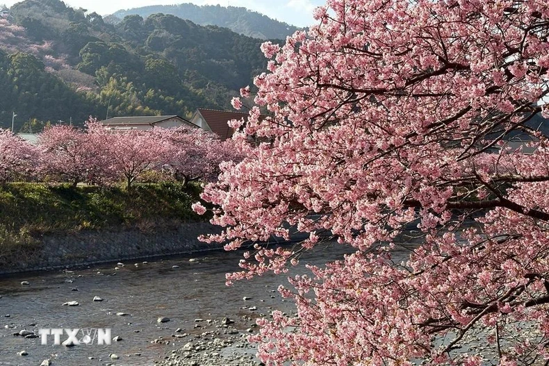 [Photo] La ville de Kawazu, au Japon, est une ville aux cerisiers en fleurs, photo 4