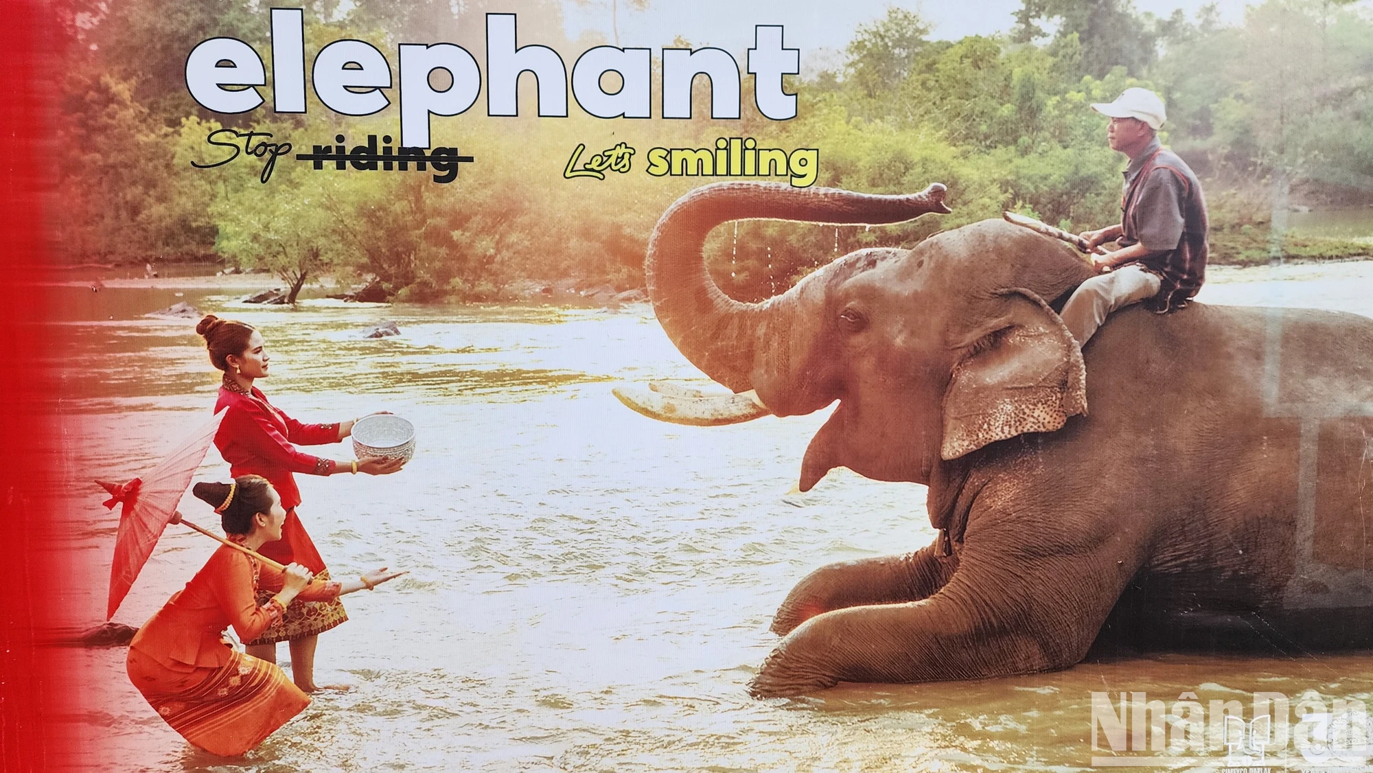 L'espoir de « détacher » l'éléphant domestique photo 8