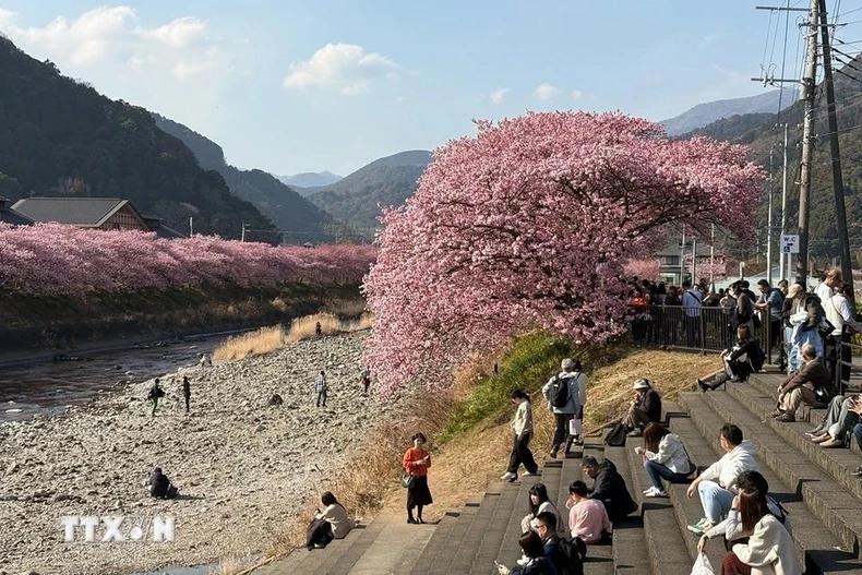 [Photo] La ville de Kawazu, au Japon, est une ville aux cerisiers en fleurs, photo 2