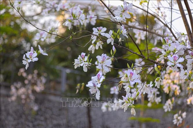 [Photo] Dien Bien Phu City is romantically beautiful in the colors of Ban flowers photo 10