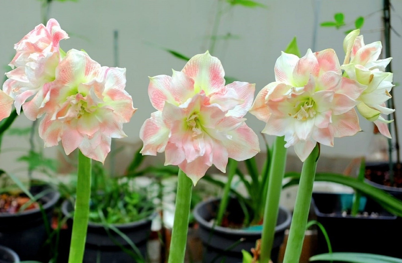 150m2 Dachgarten: Hunderte Lilienarten blühen, Zitronen so groß wie Grapefruits Foto 6