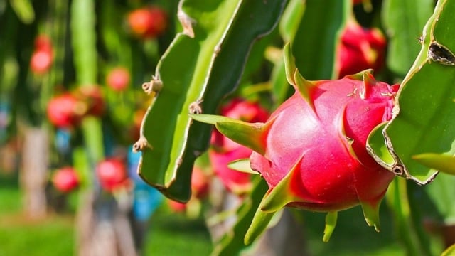 Construyendo una marca para aumentar el valor de exportación de frutas y verduras vietnamitas