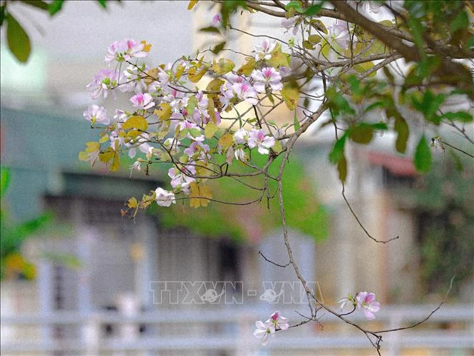 [Photo] La ville de Dien Bien Phu est d'une beauté romantique aux couleurs des fleurs de Ban photo 9