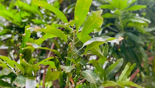 Bác sĩ chia sẻ những lợi ích của lá xoài đối với sức khỏe- Ảnh 1.