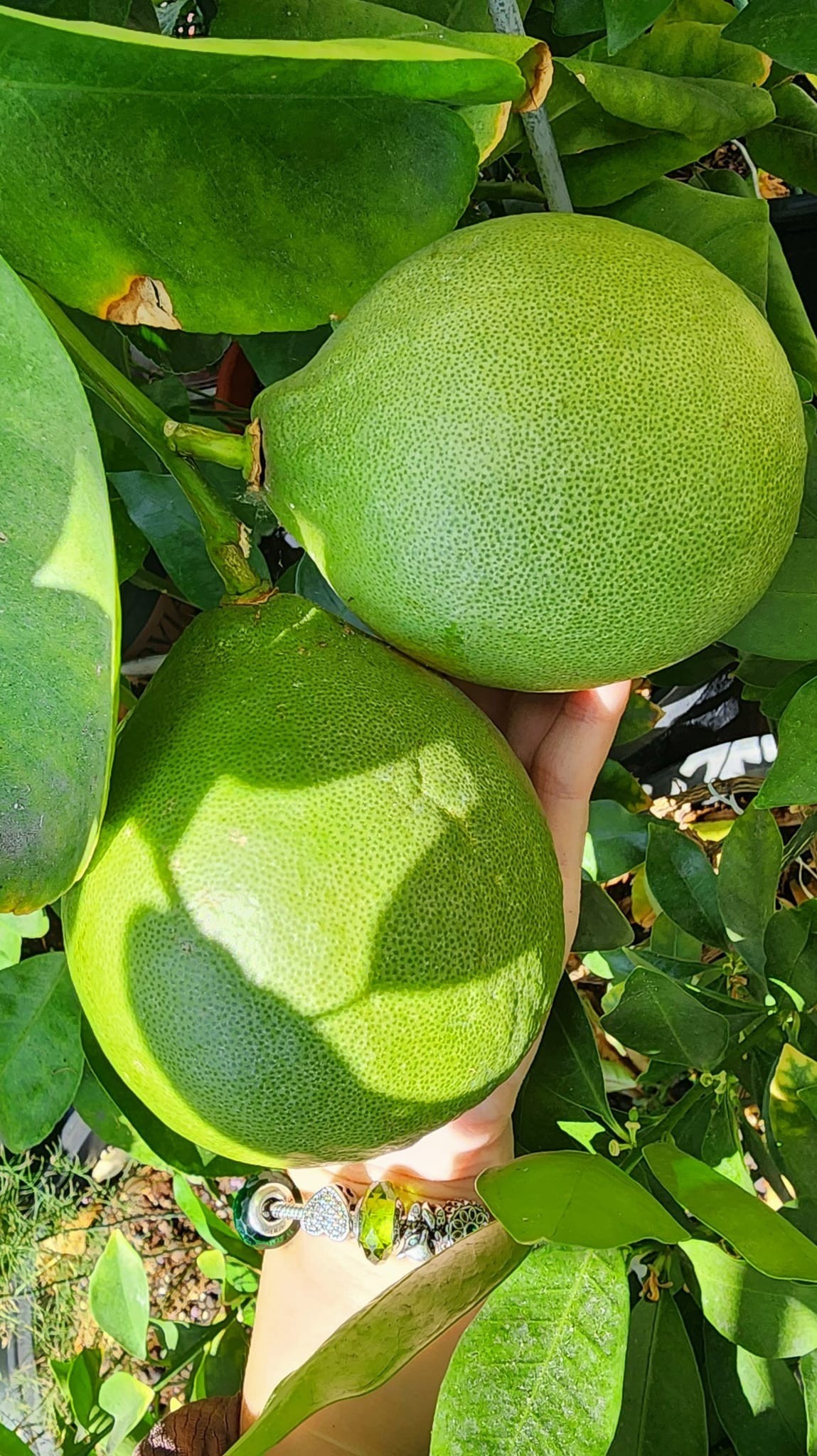 Jardín en azotea de 150 m2: cientos de variedades de lirios en flor, limones tan grandes como pomelos (foto 16)