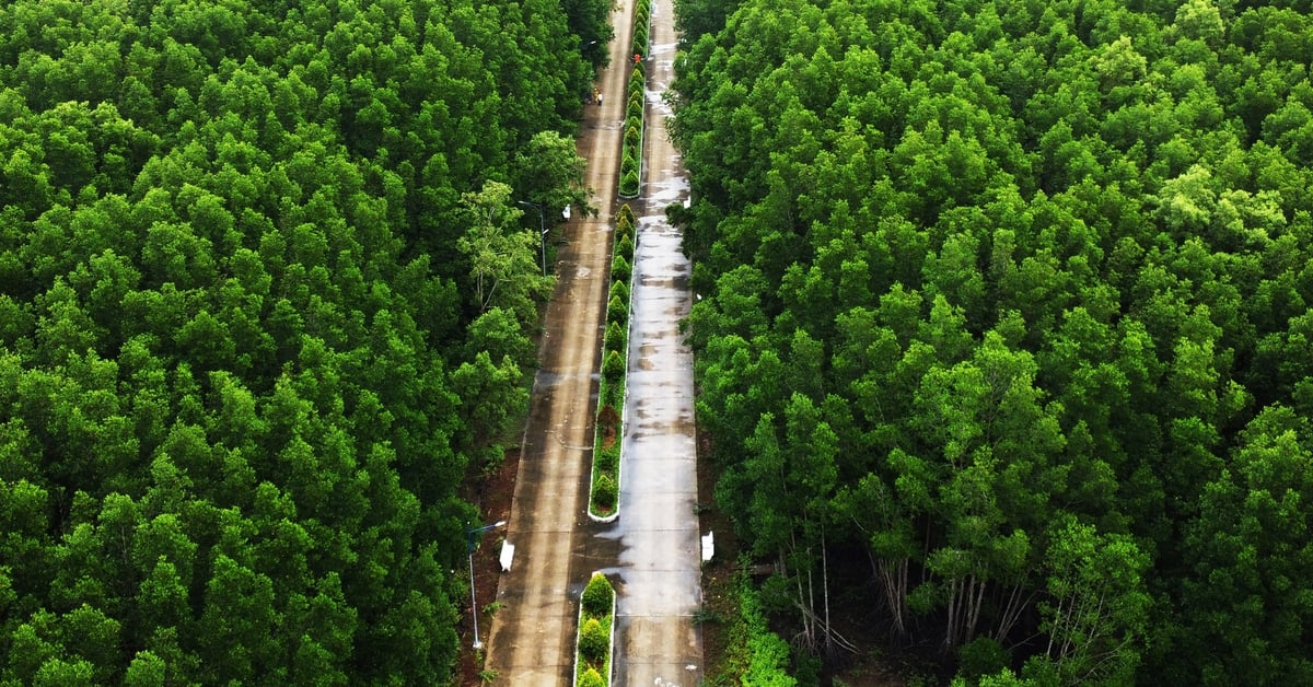 Ca Mau lanza un proyecto de crédito de carbono verde