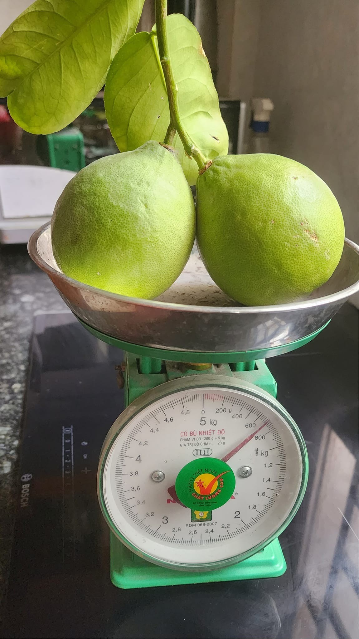 Jardín en azotea de 150 m2: cientos de variedades de lirios en flor, limones tan grandes como pomelos (foto 15)