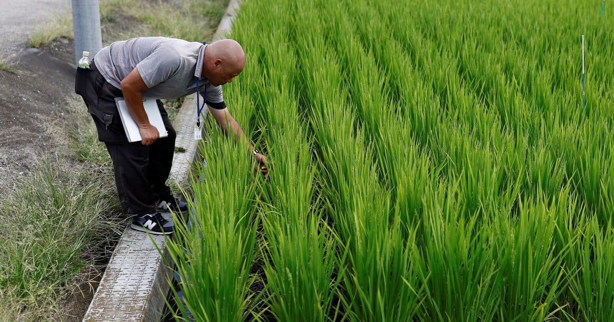 Japan will Reisknappheit vorbeugen und plant, die Exporte um das Achtfache zu steigern