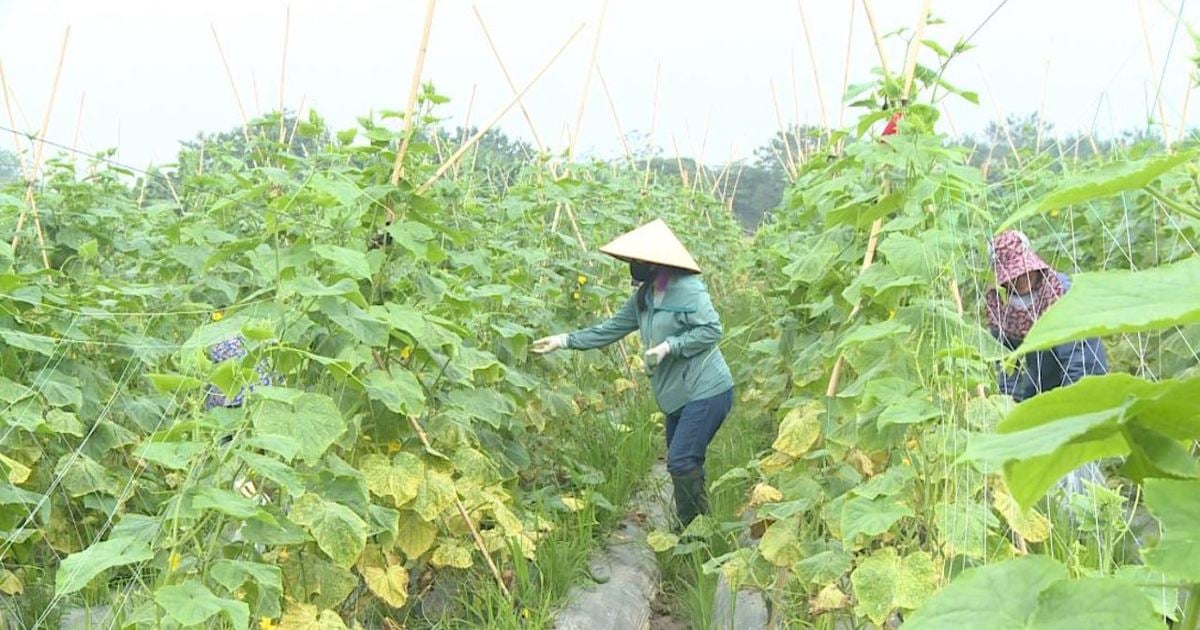 하노이는 불과 3년 만에 빈곤 가구 4,463가구를 줄였습니다.