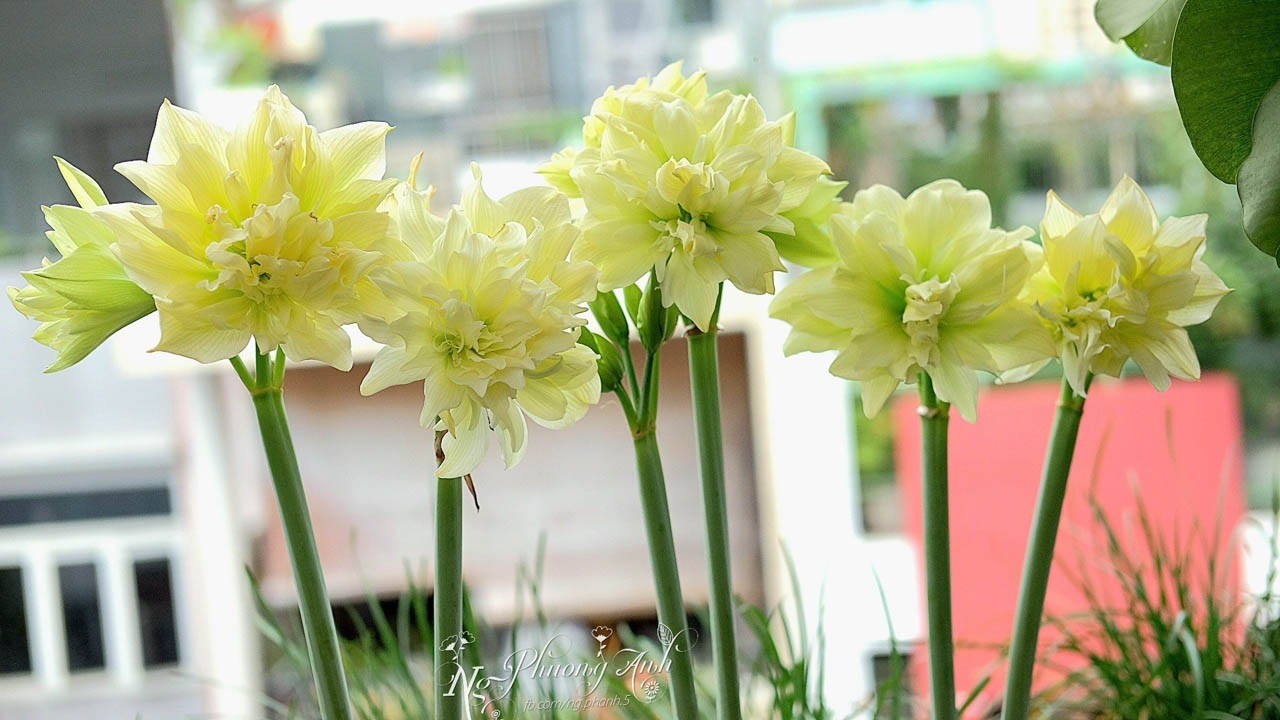 Jardín en azotea de 150 m2: cientos de variedades de lirios en flor, limones tan grandes como pomelos (foto 4)